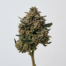 Face Off OG cannabis strain plant image