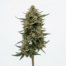 French Toast cannabis strain plant image