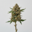 Fried Ice Cream cannabis strain plant image