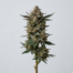 Fritter Glitter cannabis strain plant image