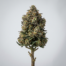 Fritter Licker cannabis strain plant image