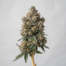 Frosty Gelato cannabis strain plant image