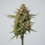 Fruit Tart cannabis strain plant image