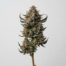 Funky Charms cannabis strain plant image