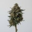 GMO Cake cannabis strain plant image