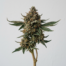 Garlicane cannabis strain plant image