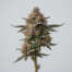 Gastro Pop #5 cannabis strain plant image