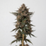 Gelato 42 cannabis strain plant image