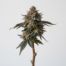 Gelato 45 cannabis strain plant image