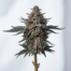 Gelato Punch cannabis strain plant image
