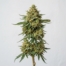 Gelonade cannabis strain plant image