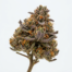 Georgia Pie cannabis strain plant