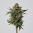 Granny Apple Runtz cannabis strain plant image
