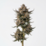Grape Cream Cake cannabis strain plant image