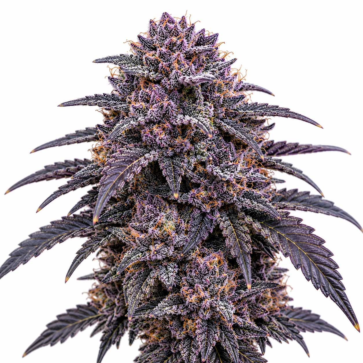 Grape Nova