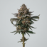Grape Pie cannabis strain plant image