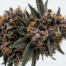 Grape Runtz cannabis strain plant