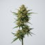 Grapefruit Haze cannabis strain plant image