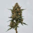 Guava Cake cannabis strain plant image