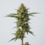 Guava Chem cannabis strain plant image