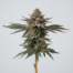 Guava Gelato cannabis strain plant image
