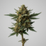 Hash Plant cannabis strain plant image