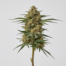 Hawaiian Snow cannabis strain plant image