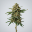 Hazelnut Cream cannabis strain plant image