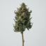 Hellfire OG cannabis strain plant image