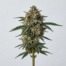 Hell's OG cannabis strain plant image