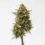 Honey Bun cannabis strain plant image