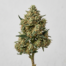 Honey Buns cannabis strain plant image