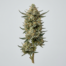 Horchata cannabis strain plant image