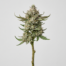 Ice Cream Man cannabis strain plant image