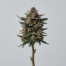Ice Cream Mints cannabis strain plant image