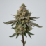 Ice Cream Runtz cannabis strain plant image