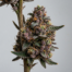 Jealousy cannabis strain plant