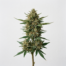 Kiwi Skunk cannabis strain plant image