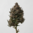 Lava Cake cannabis strain plant image