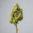 Lemon Bean cannabis strain plant