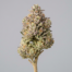 Lemon Cane cannabis strain plant