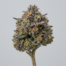 Lemon Cherry Runtz cannabis strain plant
