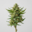 Lemon Kush cannabis strain plant image