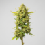 Lemon Meringue Pie cannabis strain plant image