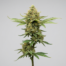 Lemon Pastries cannabis strain plant image