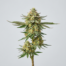 Lemon Pound Cake cannabis strain plant image