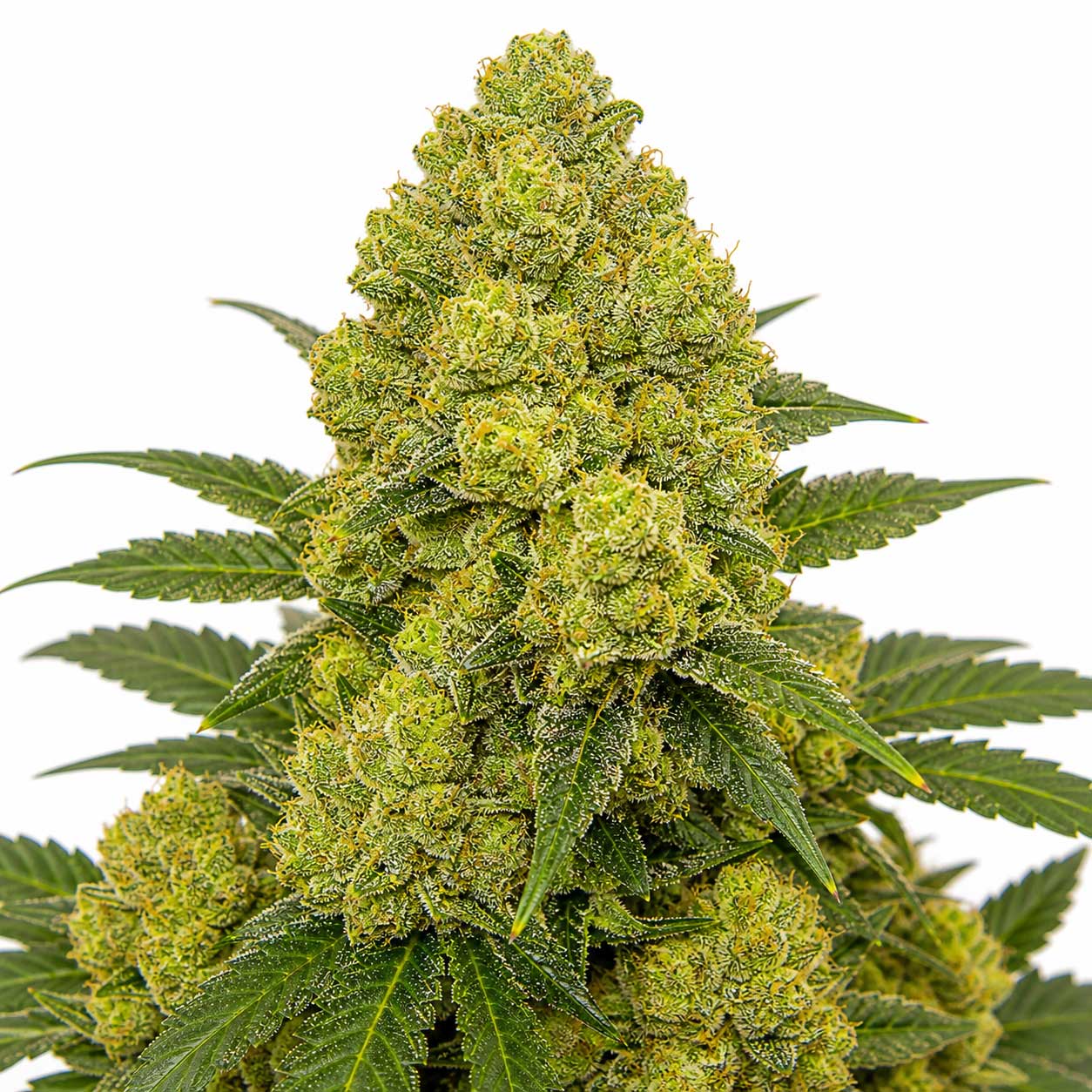 Lemon Rocks