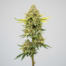 Lemon Sorbet cannabis strain plant image