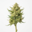 Lemon Tart cannabis strain plant image
