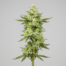 Lemon Vuitton cannabis strain plant
